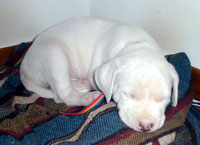 Dozer at eight weeks old - how tiny!