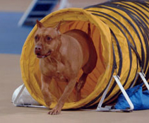 Felanie at an agility meet, 2003