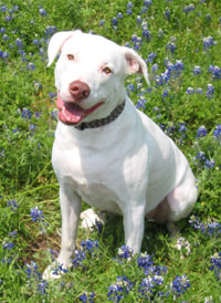 Dozer in bluebonnets
