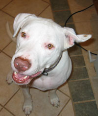 Dozer's ear gets stuck like this sometimes.