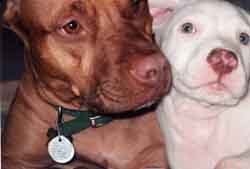 Felanie and new puppy Dozer, 2001