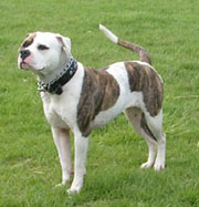 American Bulldog, courtesy of Wikipedia