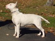 Bull Terrier, courtesy of Wikipedia