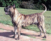 Presa Canario, courtesy of Wikipedia