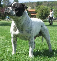 Staffordshire Bull Terrier, courtesy of Wikipedia