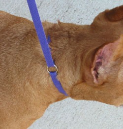 Felanie pulls against the slip lead