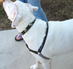 Dozer modeling the Easy Walk harness